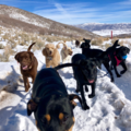 Doggo Camp Dog Boarding  - Park City, UT
