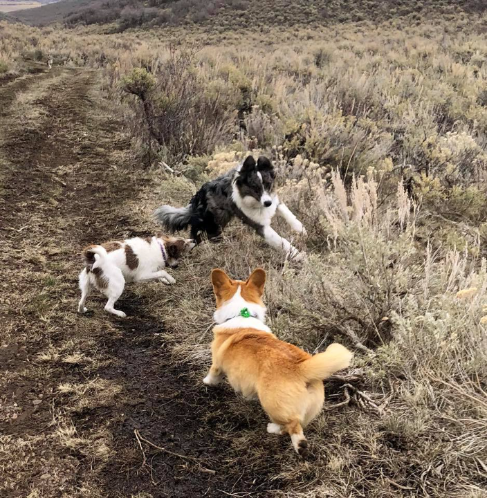 Park City, UT Doggo Camp Dog Boarding