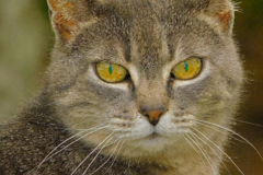 Request Quote: Animal and Pet Photography  - Damariscotta, ME