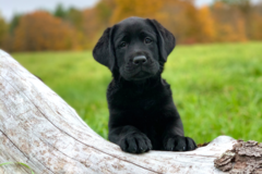 Request Quote: Dog and horse photography  - Pittsfield, MA