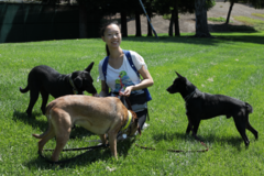 Request Quote: 24 Days To A New Dog Email Course - Dog Training - Danville, CA