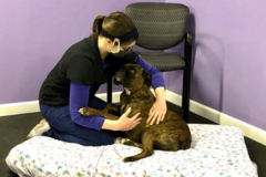Request Quote: Paws in Harmony - Small Animal Massage and Bodywork - Marion, NY