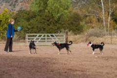 Request Quote: All Dogs Rule! - Dog Boarding and Doggie Daycare - Fillmore, CA
