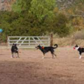 All Dogs Rule! - Dog Boarding and Doggie Daycare - Fillmore, CA