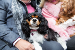 Request Quote: Kimberly Kingen Pet Photographer - Chicago, IL