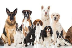 Request Quote: Unleashed Dog Solutions - In Home Private Dog Trainers - West Milford, NJ