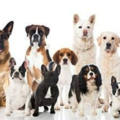 Unleashed Dog Solutions - In Home Private Dog Trainers - West Milford, NJ