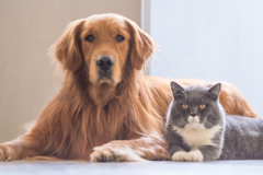 Request Quote: Purr-fect Pet Sitting - Henderson, NV