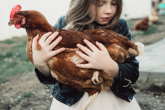 Request Quote: Zorz Studios - Pet Photographer - New York, NY