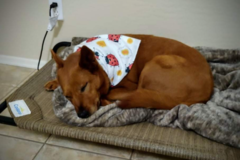 Request Quote: Whisperer of the Animals - Animal Communicator  - Nationwide
