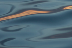 Request Quote: Subtle Wellness - Animal Reiki - Chapel Hill, NC