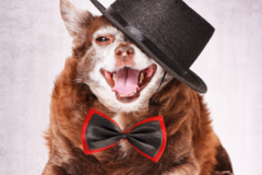 Request Quote: Epic Dog Photography - Greenville, SC