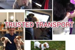 Request Quote: Trusted Transport - Pet Transportation Service - Nationwide