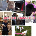 Trusted Transport - Pet Transportation Service - Nationwide
