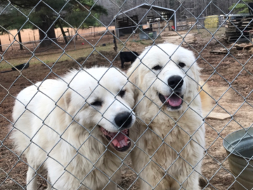 Two Great Pyrenees We Transported.