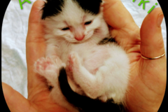 Request Quote: Wisconsin Animal Reiki Center - Nationwide