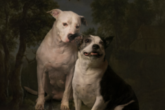 Request Quote: Raya Meerson - Professional Pet Photographer - Brooklyn, NY