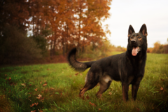 Request Quote: Canines on Duty - Pet Photographer - Princeton, MA