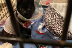 Request Quote: Distance Reiki for Animals and Pets - Nationwide