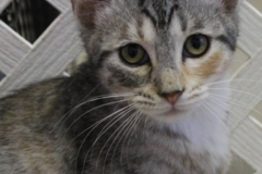 Request Quote: Desert Canyon Pet Sitting Services - Parker, AZ
