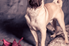 Request Quote: Capturing EveryBuddy Pet Photography - Tucson, AZ
