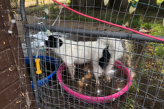 Request Quote: Doggieland - Doggy Daycare Services - Victor, ID