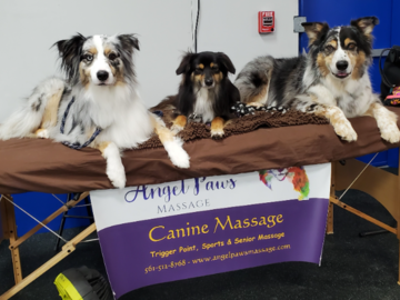 Archie, Inca and Pretzel after their Trigger Point massages at an agility trail.  They all won!!