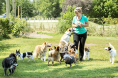 Request Quote: Animal Behavior and In Home Private Dog Training - Hilo, HI
