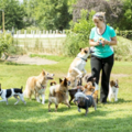 Animal Behavior and In Home Private Dog Training - Hilo, HI