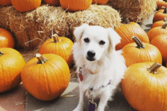 Request Quote: Pawsitive Perspective Dog Training Services - Burbank, CA