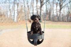 Request Quote: Lisa West Pet Photography - Pittsburgh, PA