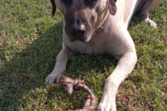 Request Quote: Vivian Kelley - Pet Transportation  - Nationwide