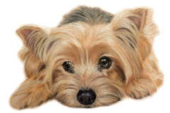 Request Quote: Custom Pet Portraits in Pastels from Photo- Portrait Artist  - Nationwide