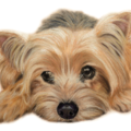 Custom Pet Portraits in Pastels from Photo- Portrait Artist  - Nationwide