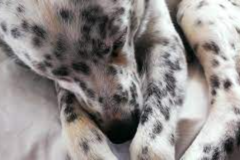 Request Quote: Daniel Hackett Versatile Practitioner In Animal Reiki - Nationwide