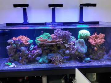 A client's reef system