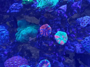A boatload of gorgeous Aussie scolymia corals