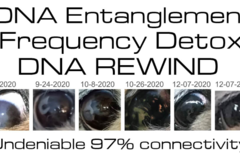 Request Quote: Discover the Future Frequency Detox for Pet DNA Rewind  - Houston, TX - Nationwide