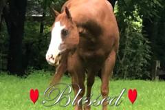Request Quote: Equine Kneads Massage - Horse Massage Therapy - Oxford, NJ