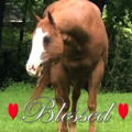 Equine Kneads Massage - Horse Massage Therapy - Oxford, NJ