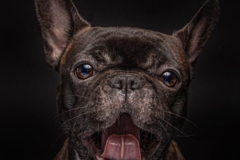 Request Quote: Captured by Lorraine Pet Photography  - Pingree Grove, IL