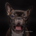 Captured by Lorraine Pet Photography  - Pingree Grove, IL