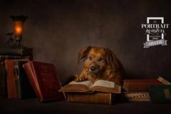 Request Quote: Debbie Herring Pet Photography, LLC - Laurel, MS