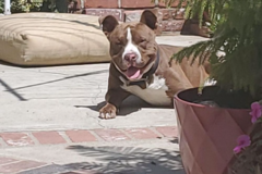 Request Quote: Legacy K9 Training - Dog Training and Behavior Modification - San Diego, CA