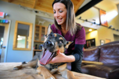 Request Quote: Dr. Avery Garrabrant - AVCA Certified Animal Chiropractor - Durham, NC