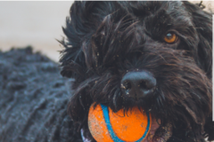 Request Quote: Nature Calls Dog Walking and Hiking - Dover, NH