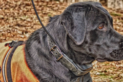 Request Quote: PackLeader PetTrackers - Lost Pet Detective - Nationwide