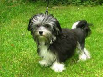 Our favorite small dog breed! The Lowchen