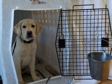 Teaching Lab puppy not to burst out of the crate