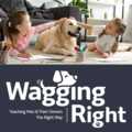 Wagging Right Dog Training Service - West Chester, PA